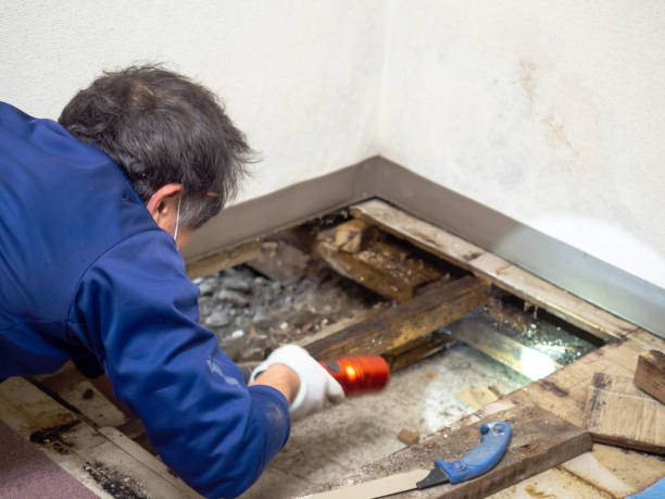 Best Certified Mold Removal  in Hartford, AL