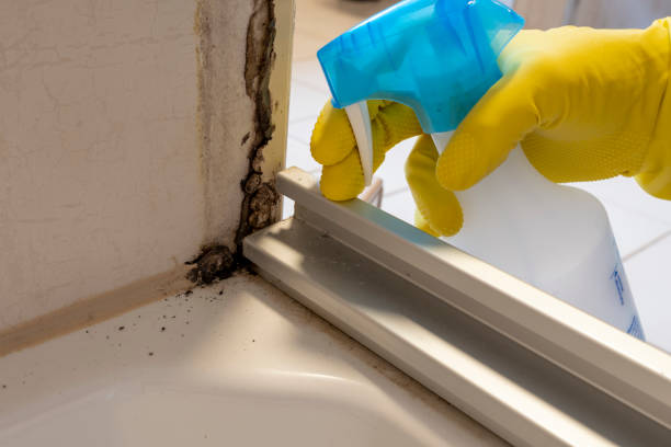 Best Mold Testing and Removal  in Hartford, AL