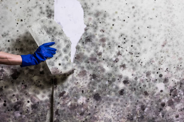 Reliable Hartford, AL Mold Removal Solutions